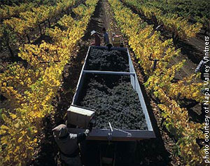 Napa Valley Harvest 2006